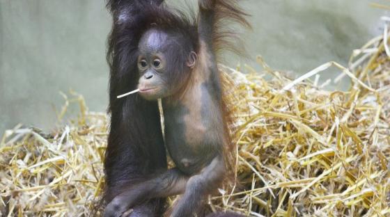 Image: Orangutan