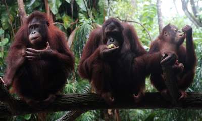 image: orangutans human disruption coronaviruses covid19 zoonotic