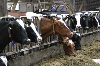 Cows feeding inside