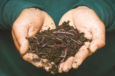 Person's hands holding soil compost with worms