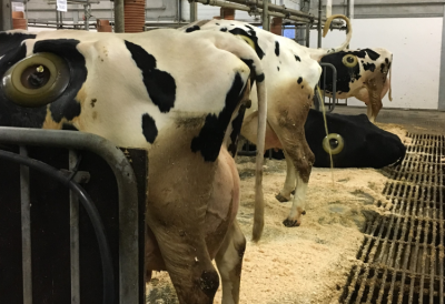 Dairy cattle indoors in stalls with cannulas fitted on their side 