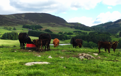 Cows and calves grazing in pasture field