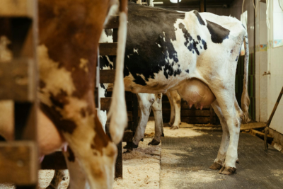 View of dairy cows in stalls, with large udders