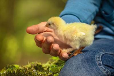 baby yellow chick in person's hand outside