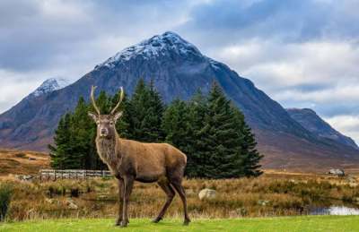 Big deer in front of Scottish mountain in Glen Coe