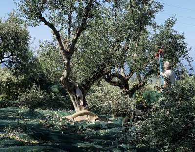 Person using pole to harvest olives from tree