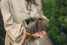 Person holding two compostable seed pots with seedlings