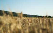 Field of wheat 