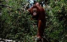 Orangutan and bay in tree with fruits