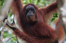 Orangutan climbing in a tree