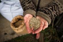 Person holding seeds in their hands