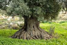 Large olive tree