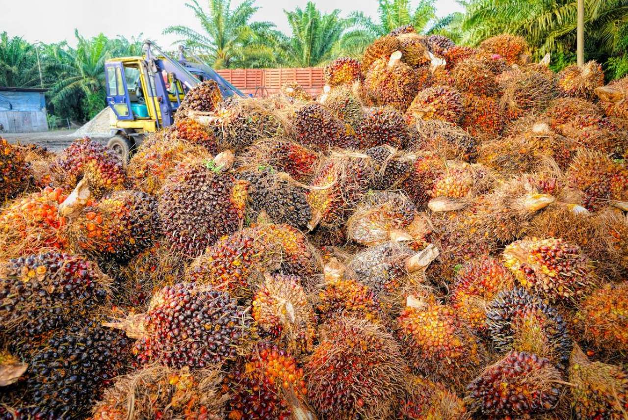 What is Sustainable Palm Oil? - Books, Cooks, Looks