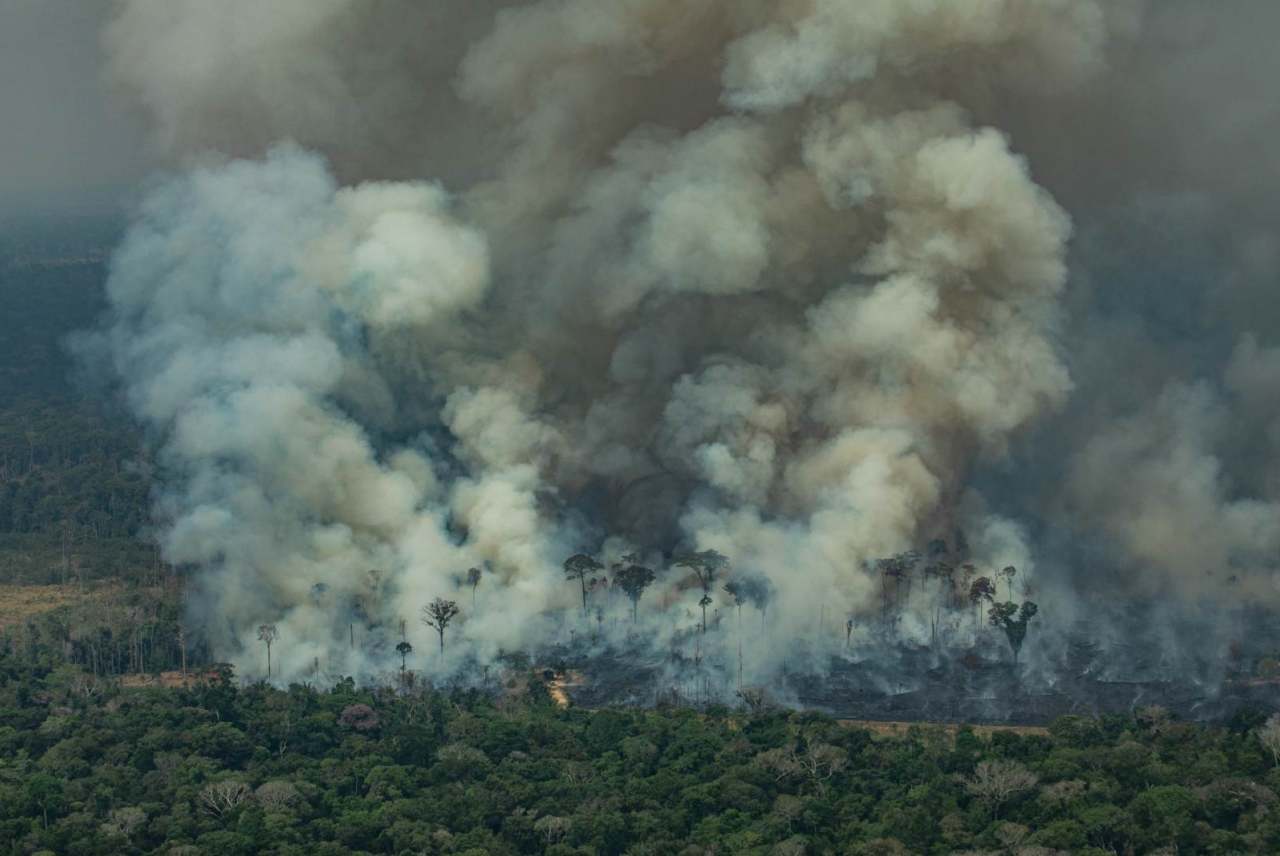 image: the amazon forest on fire due to companies