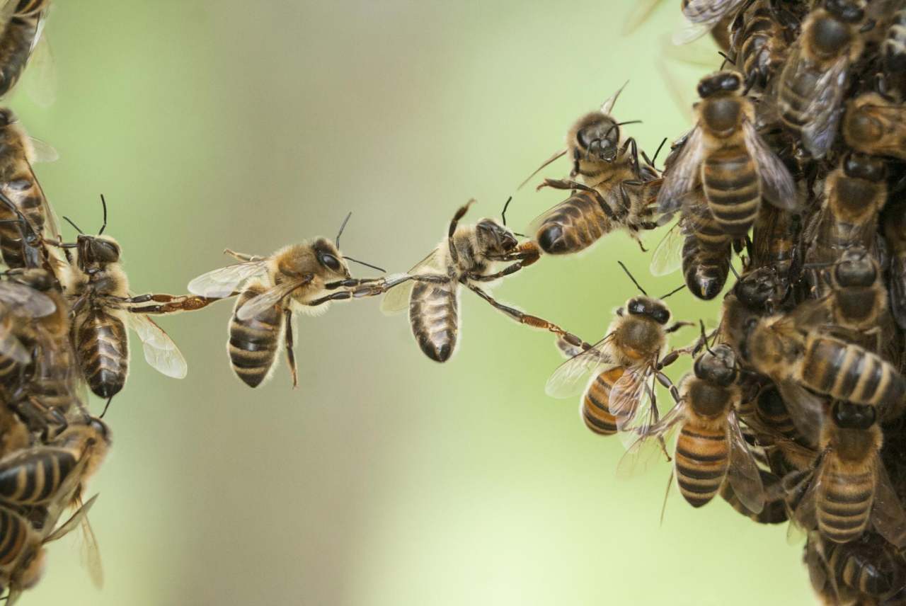 image: bees working together uk pesticides