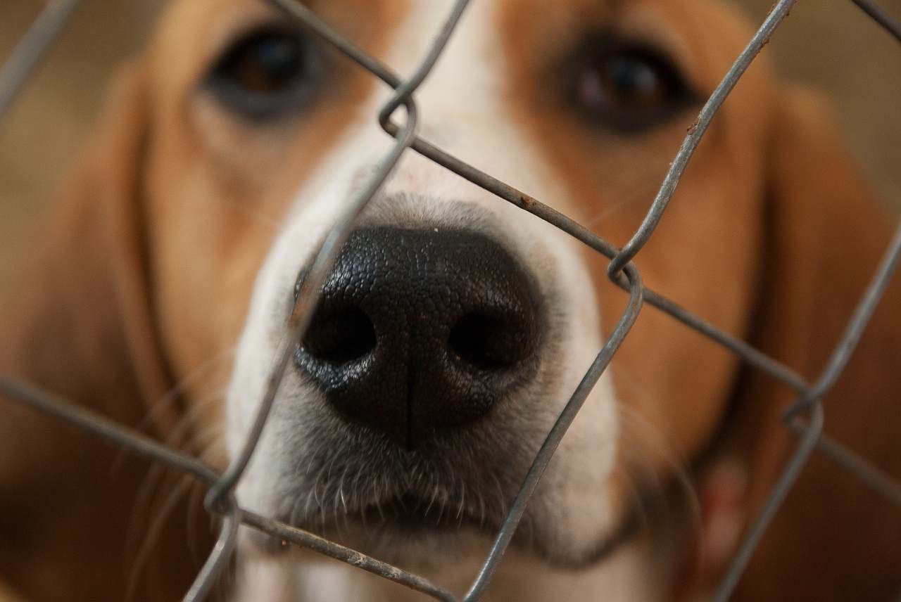 Beagle dog behind bars