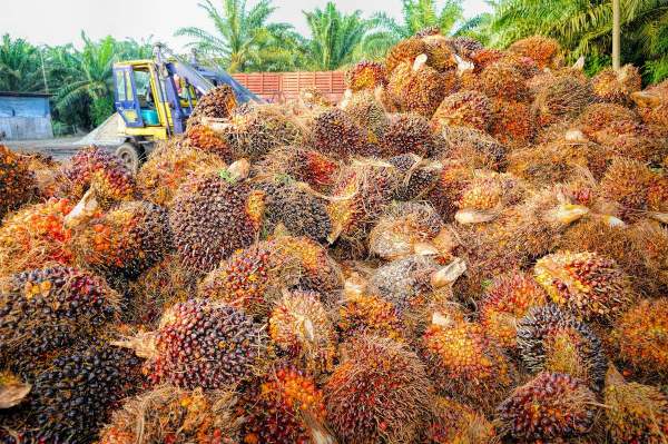 The Palm Oil Consumer Dilemma: Boycott or Buy?