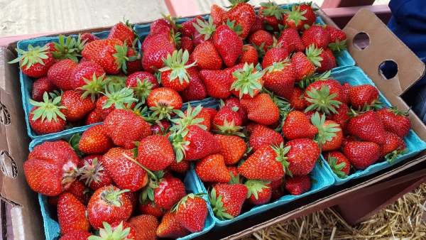 Punnets of strawberries